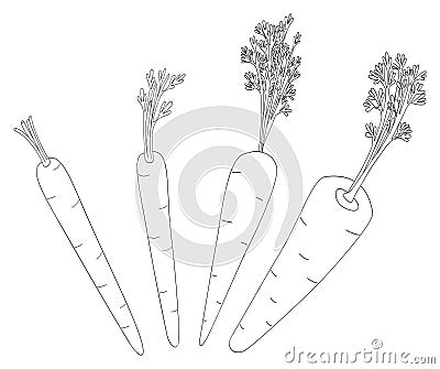 Delightful garden - Set of four carrots Vector Illustration