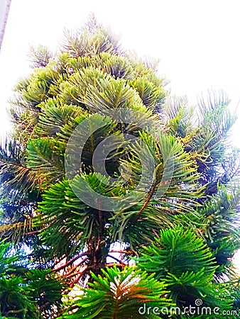 A delightful graphical pattern of designing in colors of a conifers tree Stock Photo