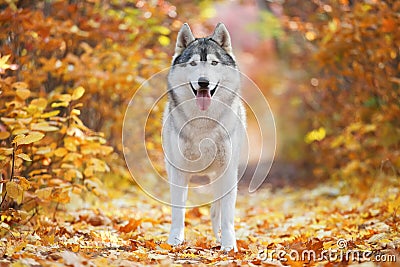 A delightful gray husky stands in yellow autumn leaves and takes pleasure. Stock Photo