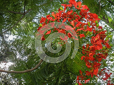 Delonix regia a flowering plant grown in summer with orange red flowers Royal poinciana, with fruit Stock Photo