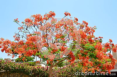 Delonix royal tree with branches with red blossoming flowers, with green leaves in a tropical resort against a blue sky on a clear Stock Photo