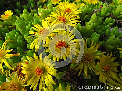 Delosperma congestum - delosperma, yellow-flowering ornate plant in spring flower bed Stock Photo