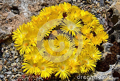 Delosperma congestum grows in the Ural steppes Stock Photo