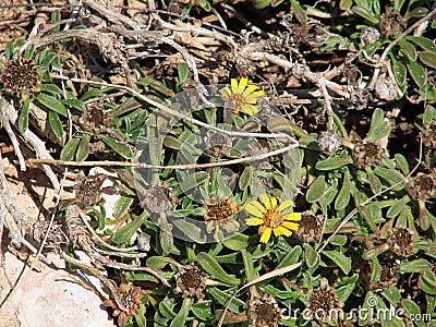 Delosperma Stock Photo