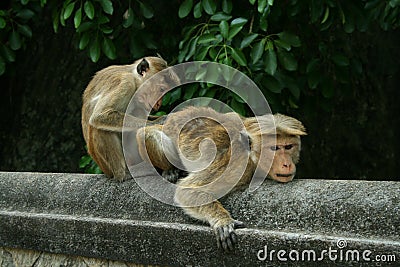 Delouse Monkeys Stock Photo