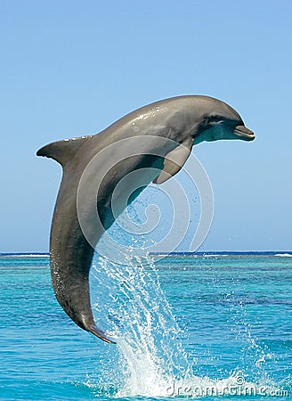 Delphin Lizenzfreies Stockbild - Bild: 7672006