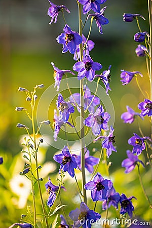 Delphinium Flower Blooming On Flowerbed Close Up Stock Photo