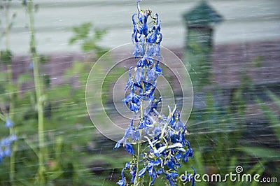 Delphinium flower blooming. watering summer garden. villatic holiday season. rain water for larkspur flowerbed. spring bloom. Stock Photo