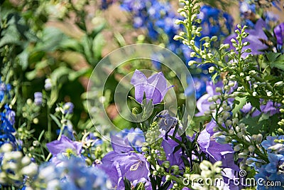 Delphinium grandiflorum flower in a green background Stock Photo