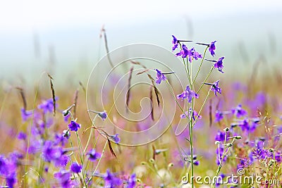 Delphinium grandiflorum flowers Stock Photo