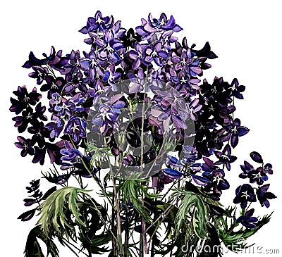 Delphinium purple blooming flowers bouquet isolated watercolour on white background. Stock Photo