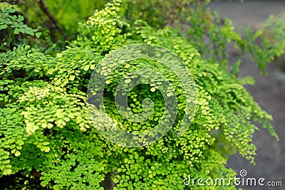 Delta maidenhair fern or Adiantum Raddianum plant in Saint Gallen in Switzerland Stock Photo