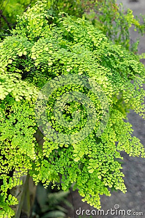 Delta maidenhair fern or Adiantum Raddianum plant in Saint Gallen in Switzerland Stock Photo