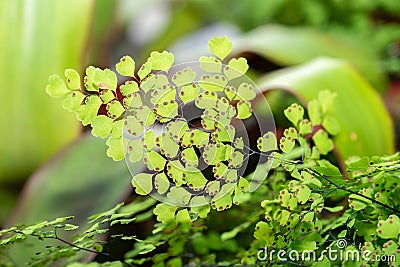 Delta maidenhair fern or Adiantum Raddianum plant in Saint Gallen in Switzerland Stock Photo