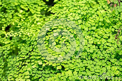 Delta maidenhair fern or Adiantum Raddianum plant in Saint Gallen in Switzerland Stock Photo