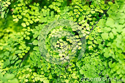 Delta maidenhair fern or Adiantum Raddianum plant in Saint Gallen in Switzerland Stock Photo