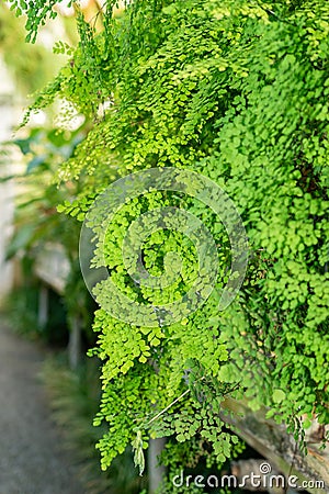 Delta maidenhair fern or Adiantum Raddianum plant in Saint Gallen in Switzerland Stock Photo