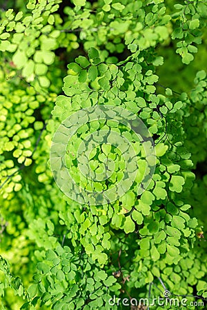 Delta maidenhair fern or Adiantum Raddianum plant in Saint Gallen in Switzerland Stock Photo