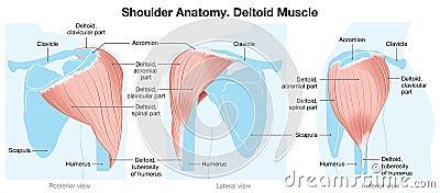 Deltoid Muscle. Shoulder Anatomy. Blue Version. Labeled Stock Photo