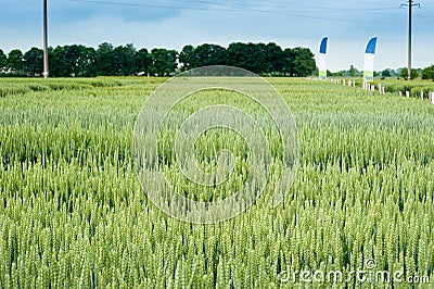 demo cereals varieties in winter barley and wheat Stock Photo