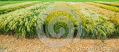 demo field of winter barley, divided sectors Stock Photo