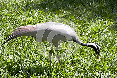 Demoiselle Crane Stock Photo