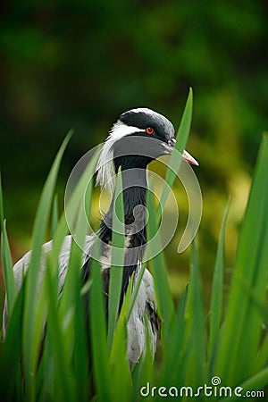 Demoiselle Crane, Anthropoides virgo, bird hiden in grass near the water. Detail portrait of beautiful crane. Bird in green nature Stock Photo