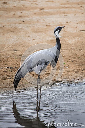 Demoiselle crane (Anthropoides virgo). Stock Photo