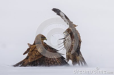 Demonstration of strength between predatory birds Stock Photo