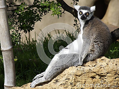 Demur Lemur Stock Photo