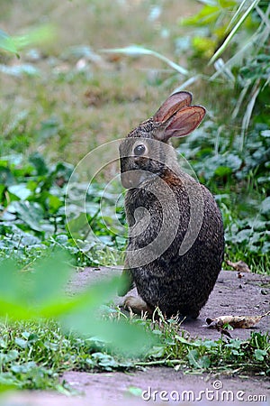 Demurely Posed Bunny Rabbit Eastern Cottontail Sylvilagus floridanus Stock Photo