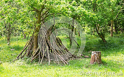 Den building in deciduous woodland Stock Photo