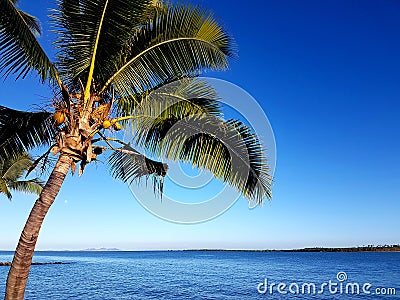 Denaru Island Palm Stock Photo