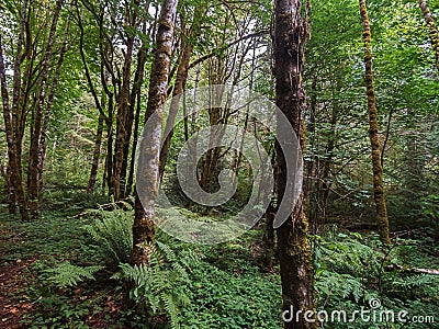 Dence green forest with maples and ferns Stock Photo