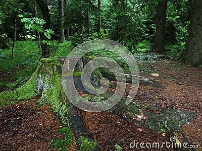 Dence spruce forest in the Vysocina region in Czechia Stock Photo