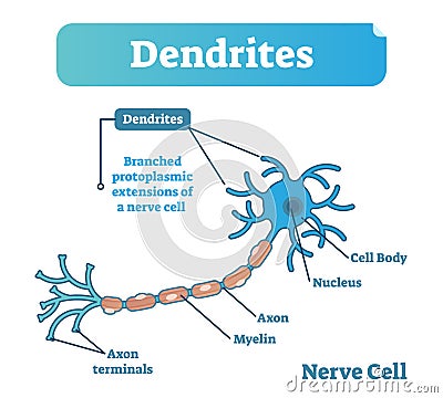 Dendrite biological anatomy vector illustration diagram with nerve cell structure. Vector Illustration