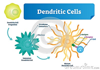 Dendritic cells vector illustration. Anatomical labeled closeup scheme with progenitor, immature, nucleus, antigen and receptor. Vector Illustration