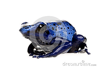 Dendrobates azureus Stock Photo