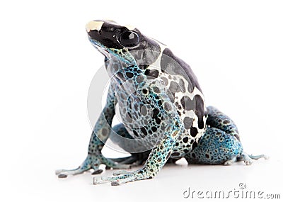 Dendrobates tinctorius Powder Blue Dyeing Poison Arrow Frog Stock Photo