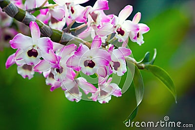 Dendrobium Stock Photo