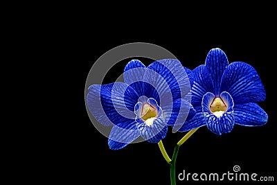 Dendrobium dark blue orchids with stripes Stock Photo