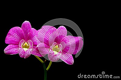 Dendrobium dark pink orchids with stripes Stock Photo