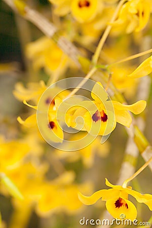 Dendrobium friedericksianum flower Stock Photo