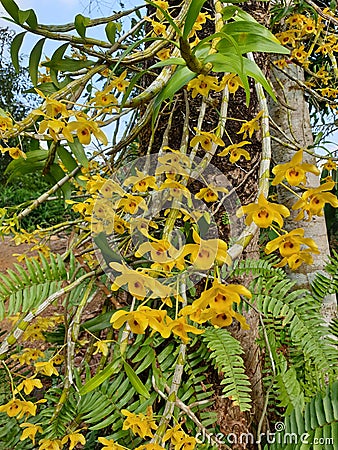 Dendrobium friedericksianum orchid Stock Photo