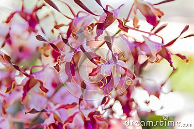 Dendrobium Memoria Loo Sing Chew orchid. Stock Photo