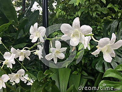 Dendrobium memoria princess diana orchid flower Stock Photo