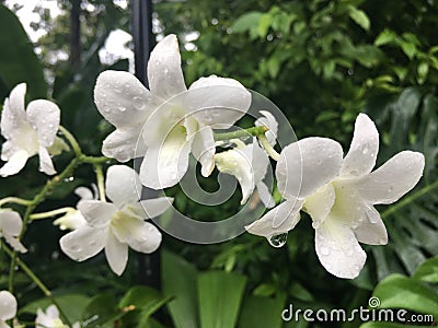 Dendrobium memoria princess diana orchid flower Stock Photo