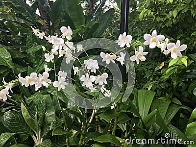 Dendrobium memoria princess diana orchid flower Stock Photo