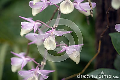 Dendrobium Nobile orchid flowers Stock Photo