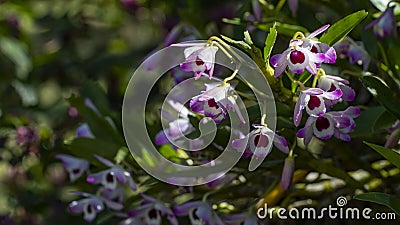 Dendrobium nobile. Orquidea Doll Eye Stock Photo